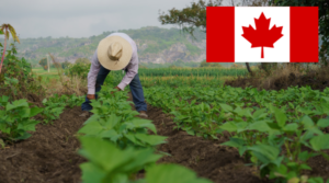 Read more about the article New Farmworker jobs in Canada